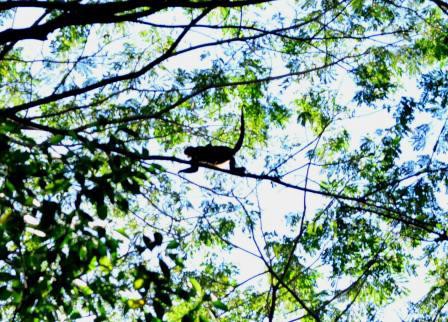 Laguna de Apoyo, Singe araignée